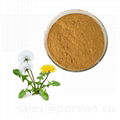 Health Supplement Natural Dandelion Extract , Dandelion Extract 1