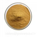 Health Supplement Natural Dandelion Extract , Dandelion Extract 2