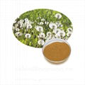 Health Supplement Natural Dandelion Extract , Dandelion Extract 4