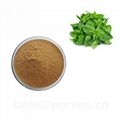 Natural high quality holy basil extract,Holy Basil Extract Anti-bacterial,Powder