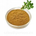 100% Pure Natural bacopa monnieri extract powder,The main benifits of Bacopa Ext