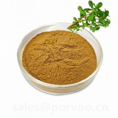 100% Pure Natural bacopa monnieri