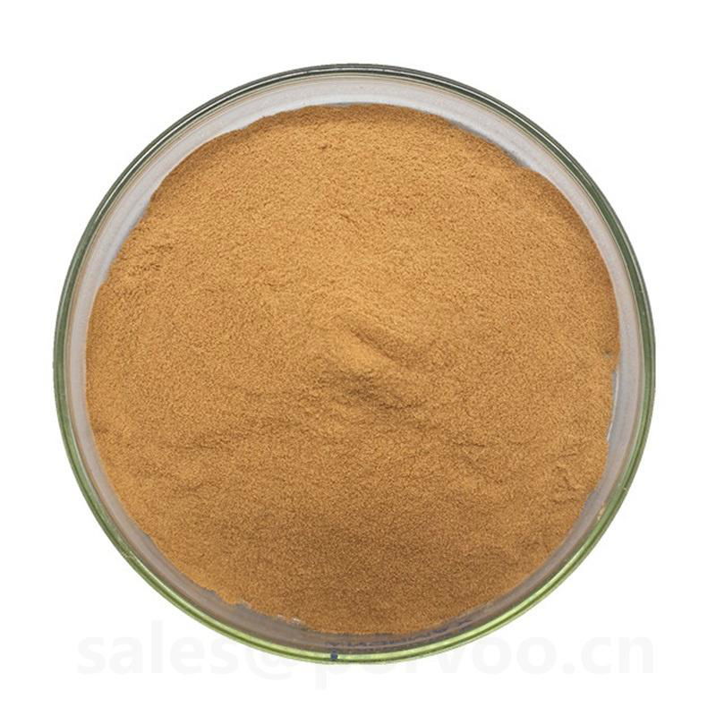 100% Pure Natural bacopa monnieri extract powder,The main benifits of Bacopa Ext 4