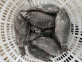 单冻散装加工冰衣