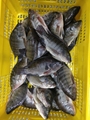 羅非魚原條