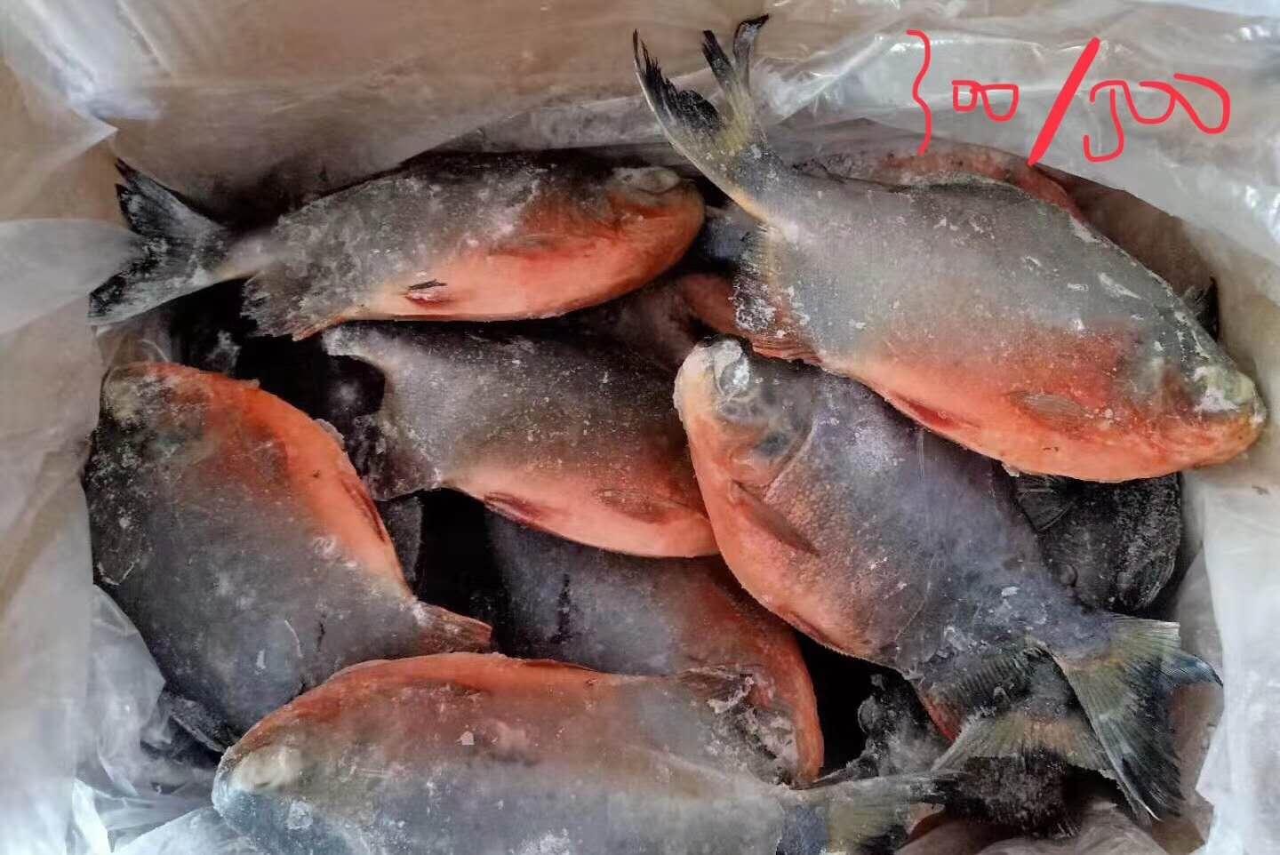 红鲳鱼 - haishun (中国 福建省 贸易商) - 粗加