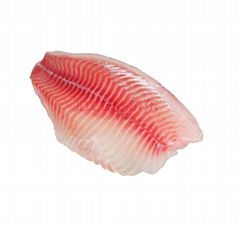 Frozen tilapia fillet 