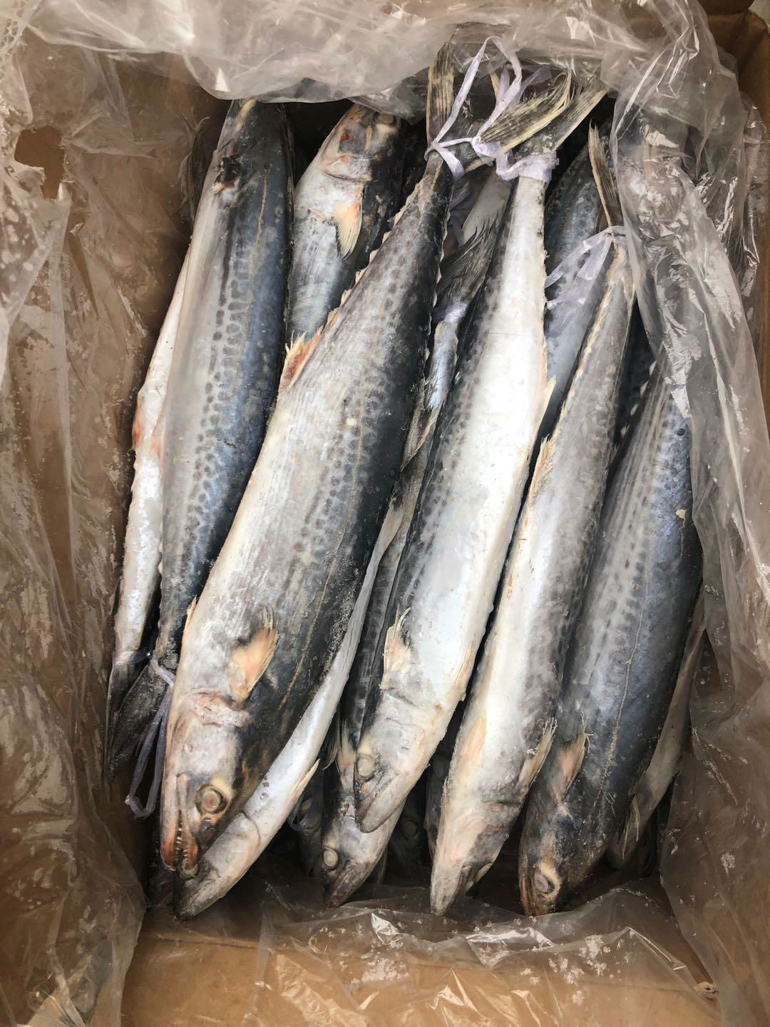 frozen spanish mackerel 2