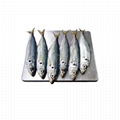 frozen horse mackerel small eyes 1