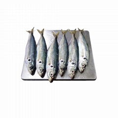 frozen horse mackerel small eyes