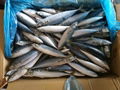 frozen pacific mackerel 4