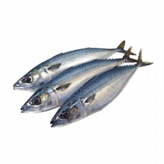 frozen pacific mackerel