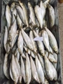 沙丁鱼