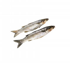 frozen grey mullet