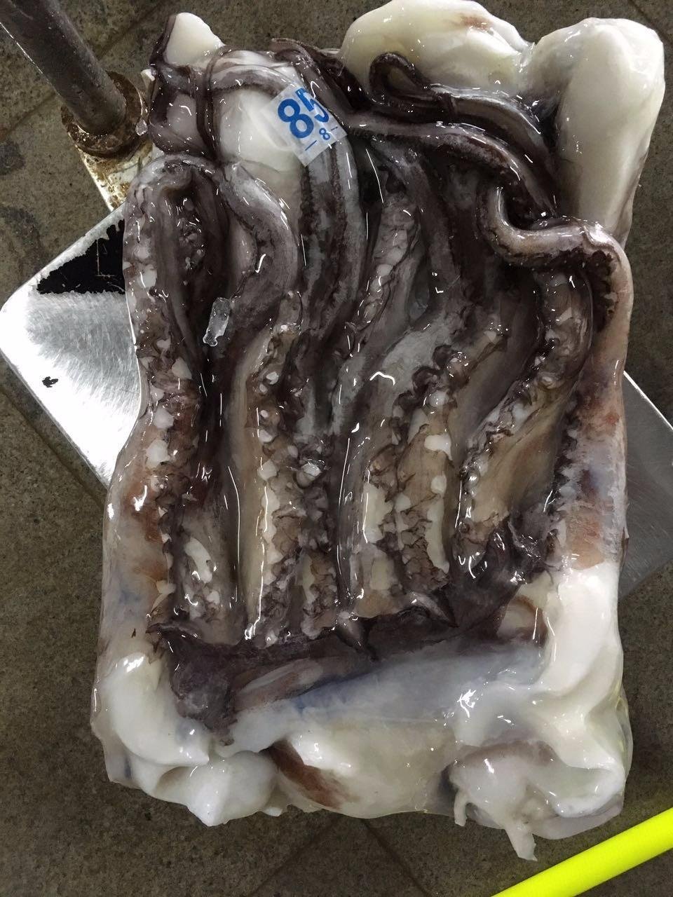 frozen giant squid tentacle 2