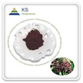 Elderberry Fruit Extract