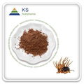  Cordyceps Mushroom Extract 1