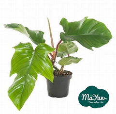 Philodendron squamiferum