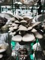数字农业乡村振兴智能型出菇房全环控食用菌香菇蘑菇高产种植柜