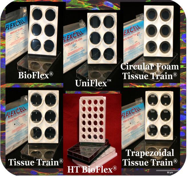 flexcell Transwell Holder tension co-culture system 3