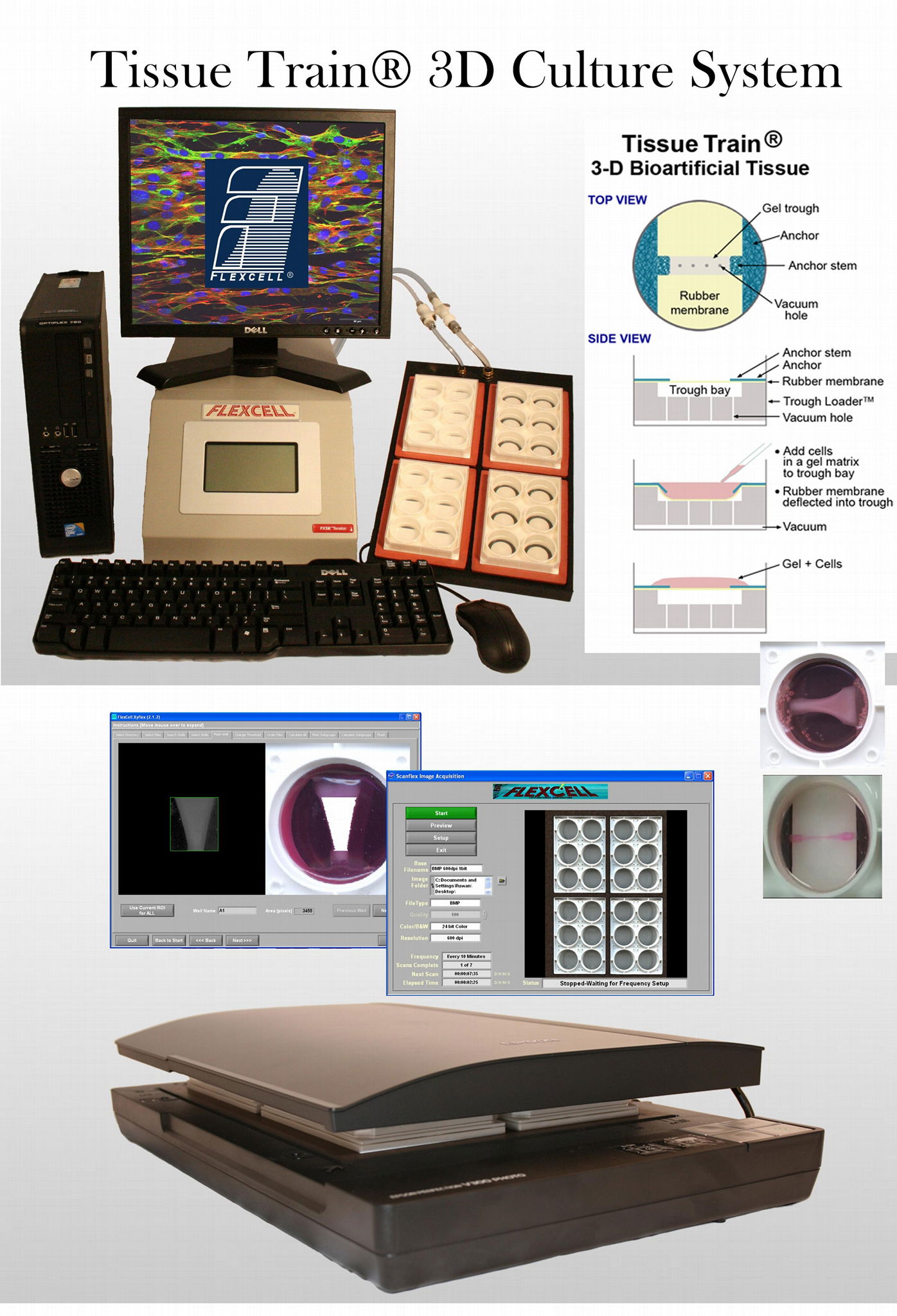 flexcell tissue train Trapezoidal  Culture Plate 2