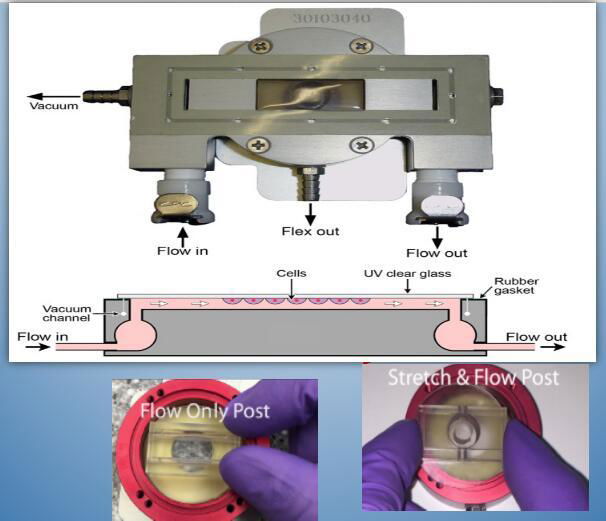 Flexcell® FlexFlow™ device，flexcell fluid shear  microscope device