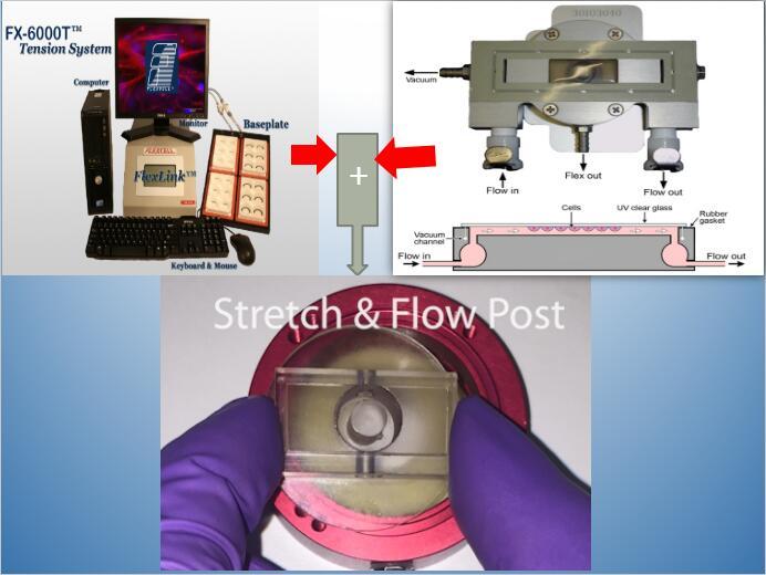 Flexcell® FlexFlow™ device，flexcell fluid shear  microscope device 4