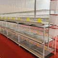 H type chicken broiler cage 1