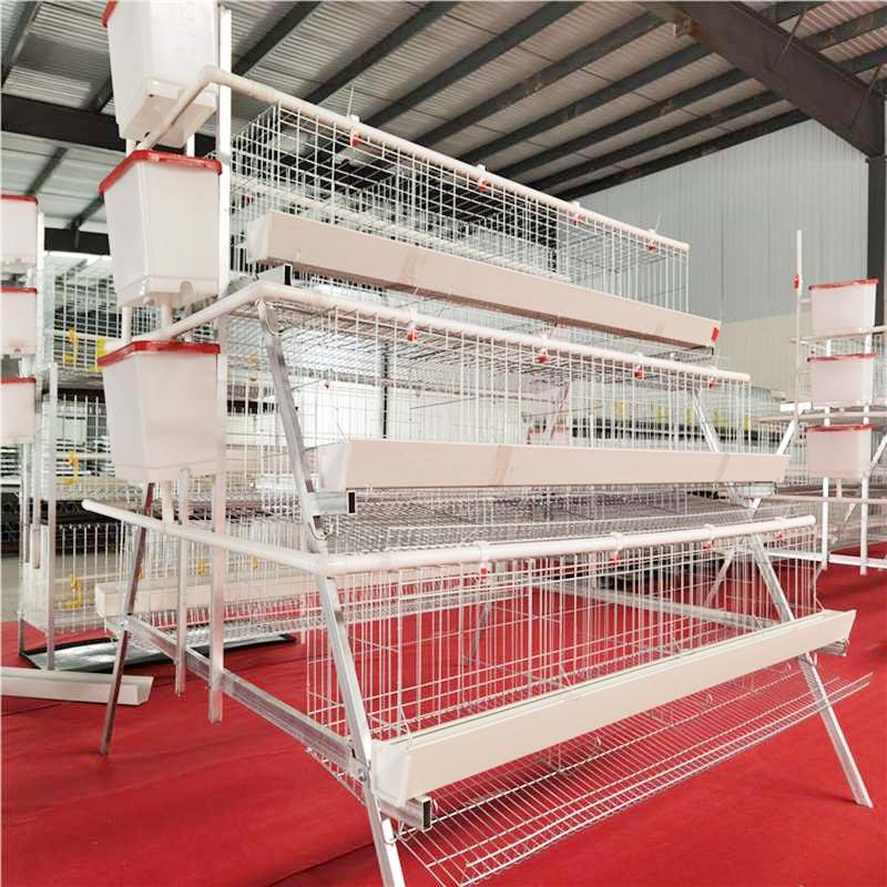 A Type Chicken Layer Cage 1