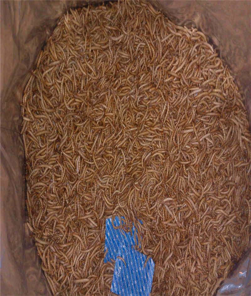 Freeze Dried Mealworm 2