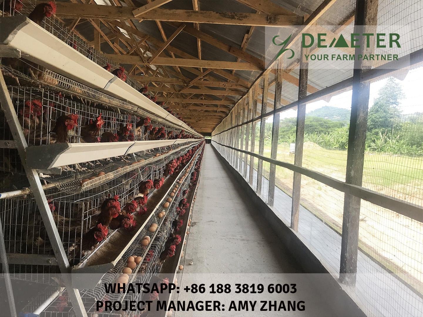 Layer Chicken cage for poultry farming equipment 2