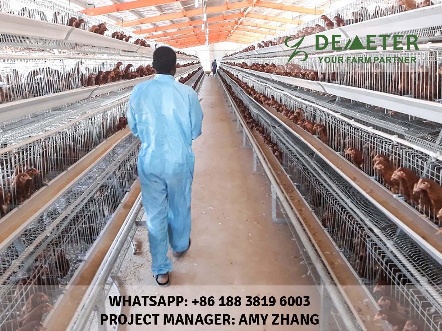 Chicken Layer Cages for Sale in Nigeria 5