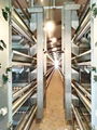 Poultry Farming Electric Chicken Poultry Cage 1