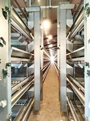 Poultry Farming Electric Chicken Poultry Cage