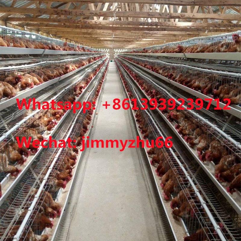 Poultry Cage Factory A Type Automatic Layer Chicken Battery Cage
