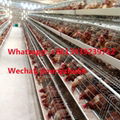 Poultry Cage Factory A Type Automatic Layer Chicken Battery Cage 2