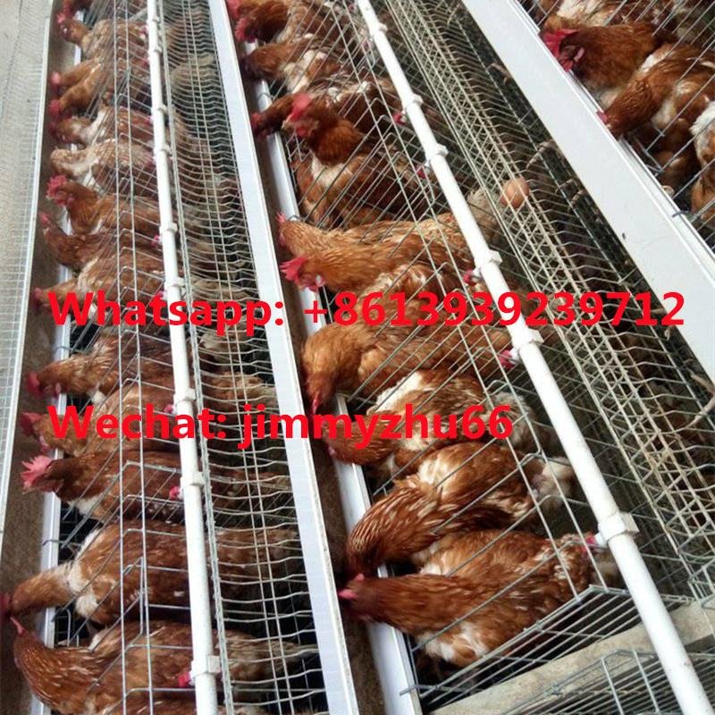 Poultry Cage Factory A Type Automatic Layer Chicken Battery Cage 3