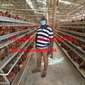 Poultry Cage Factory A Type Automatic Layer Chicken Battery Cage 4