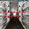 Chicken Cage Supplier H Type 160Birds Automatic Battery Chicken Cage System 3