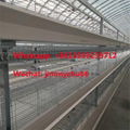 Chicken Cage Supplier H Type 160Birds Automatic Battery Chicken Cage System 4