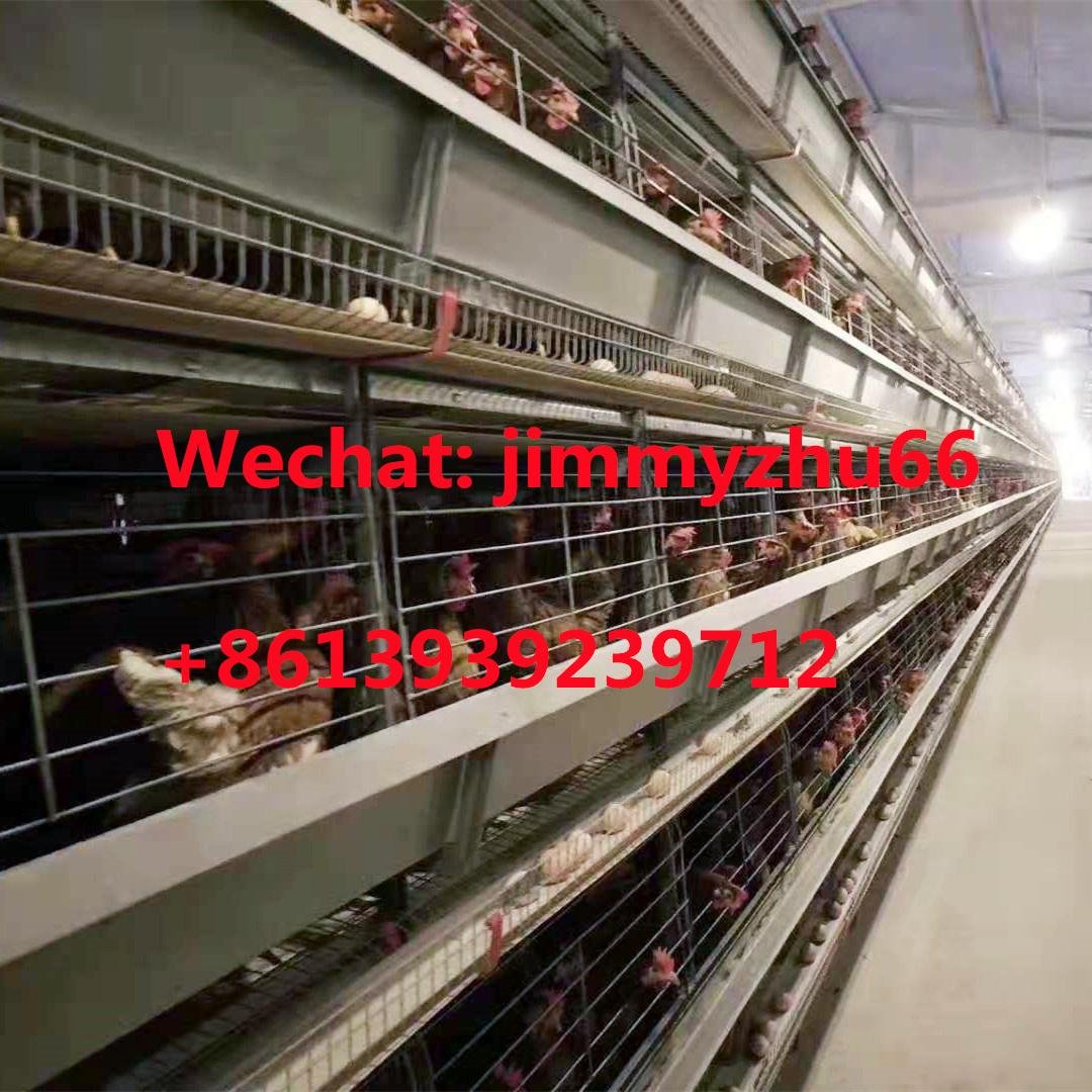 Layer Chicken Cage Factory H Type Full Automatic Battery Chicken Cage 3
