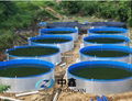 Galvanized Sheet PVC Tanks For Aquaculture 1