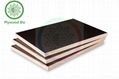 Poplar/Combi/Hardwood/Birch Core Film