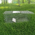 Folded humane live animal cage traps