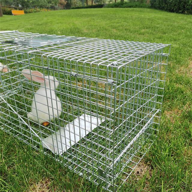 Folded humane live animal cage traps rabbit fox traps High Sensitivity Wire wild 4