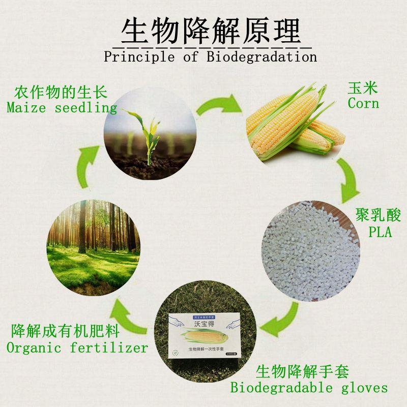 獨立包裝可降解一次性手套 3
