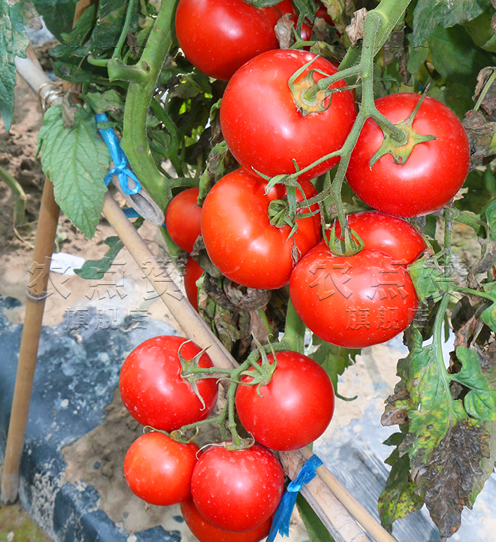 High Yield Indeterminate Growth Type Fruit Cracking Resistance Red Tomato Seeds 3