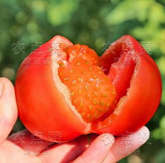 High Yield Indeterminate Growth Type Fruit Cracking Resistance Red Tomato Seeds