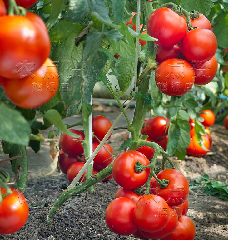 High Yield Indeterminate Growth Type Fruit Cracking Resistance Red Tomato Seeds 5