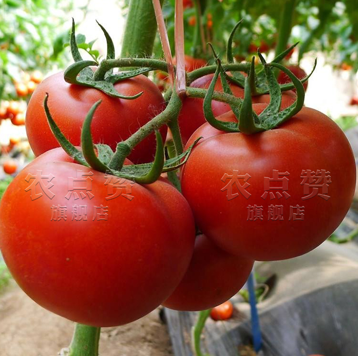High Yield Indeterminate Growth Type Fruit Cracking Resistance Red Tomato Seeds 2